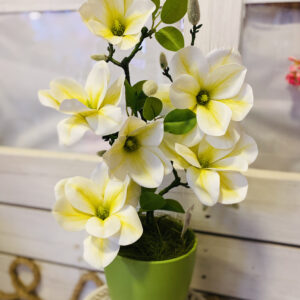 Magnólia kaspóba. II.